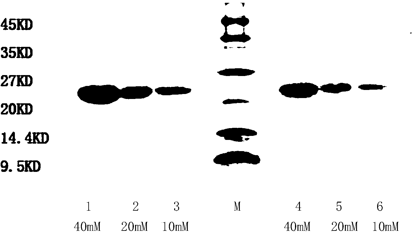 Recombinant engineering bacteria for efficiently expressing human growth hormone, construction method and application