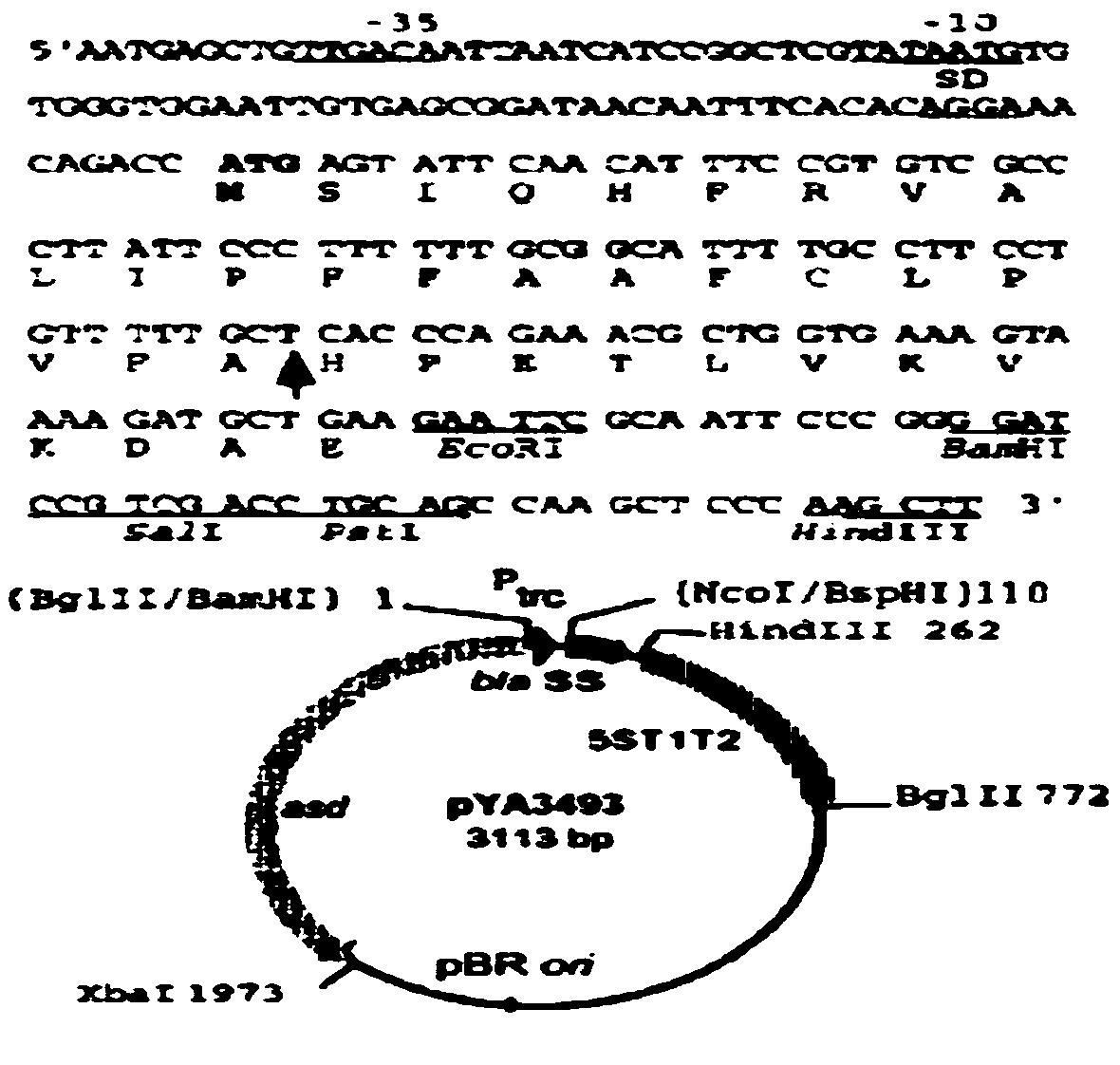 Swine cholera attenuated salmonella recombinant strain for expressing haemophilus parasuis Omp 26 gene