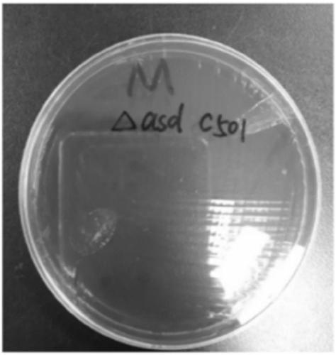 Swine cholera attenuated salmonella recombinant strain for expressing haemophilus parasuis Omp 26 gene