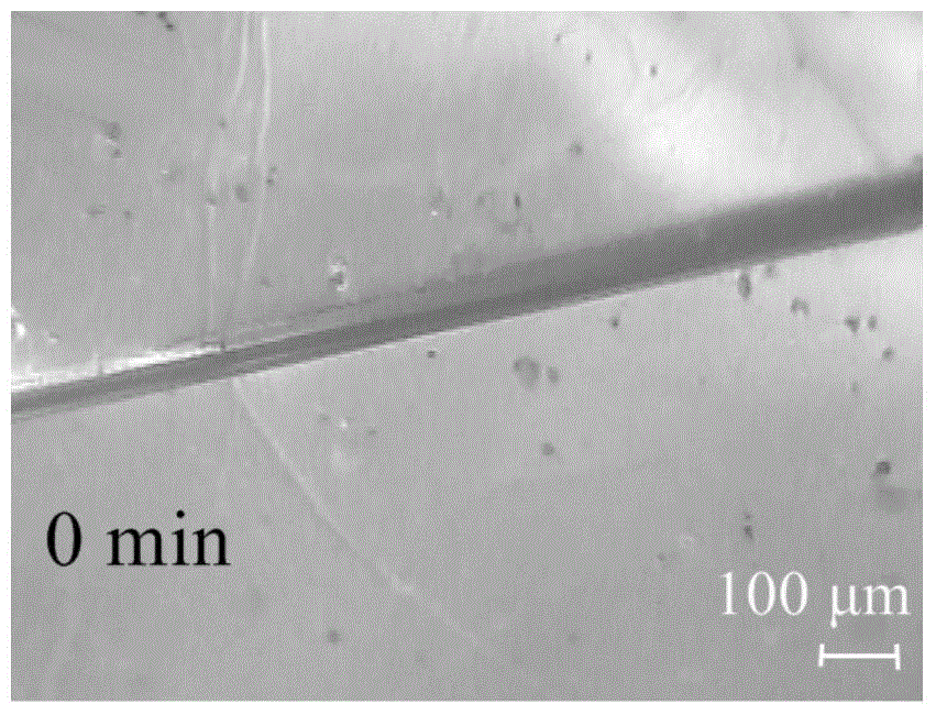 A kind of self-healing polyurethane coating and preparation method thereof