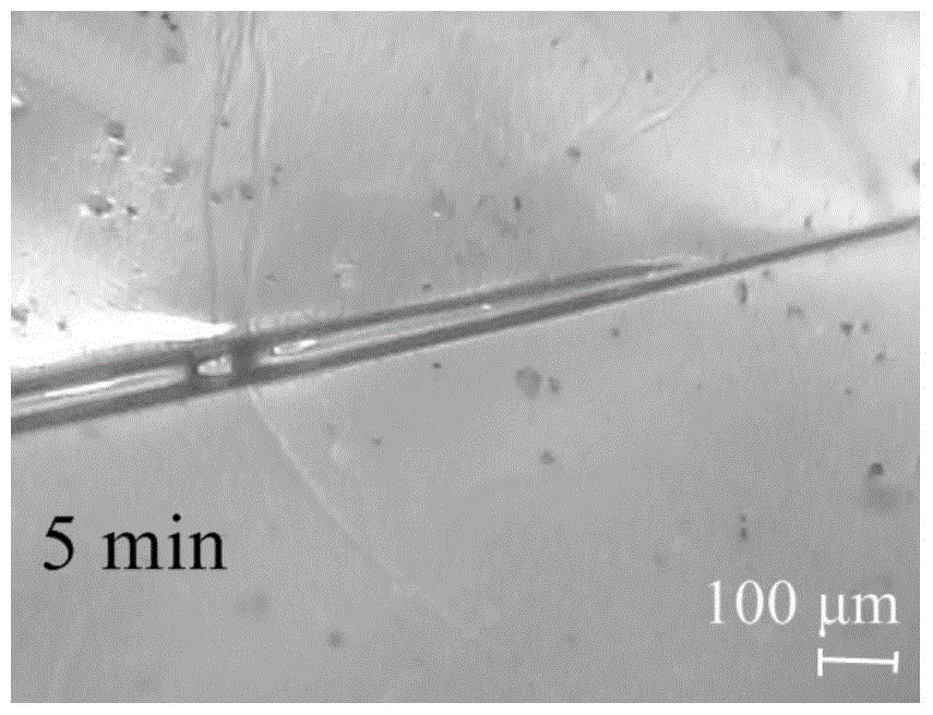 A kind of self-healing polyurethane coating and preparation method thereof