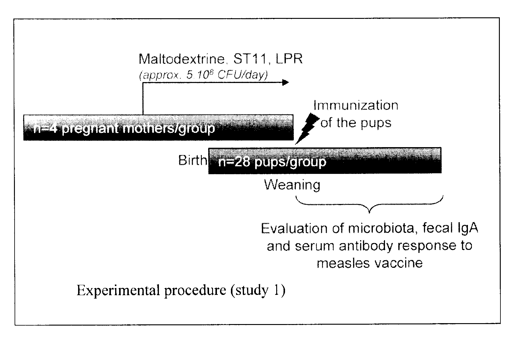 Probiotics for use in expecting female mammals for enhancing the immunity of their offsprings