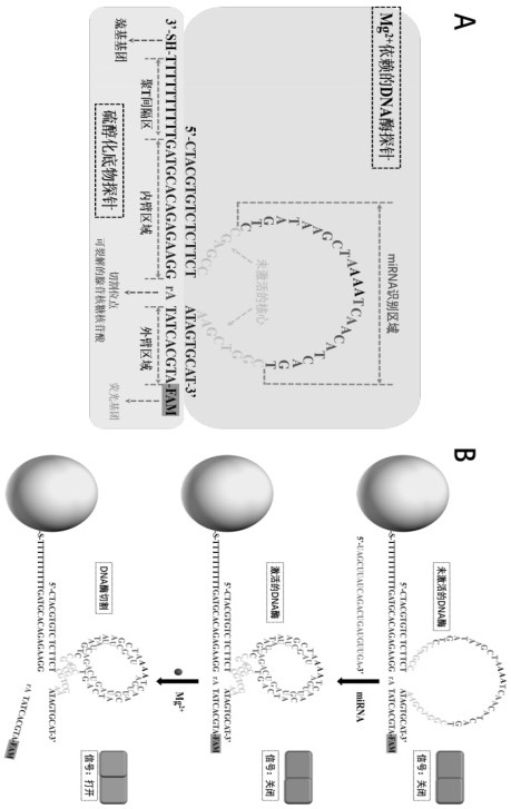 Construction method of self-protection DNA enzyme walker and application of self-protection DNA enzyme walker to living cell miRNA detection