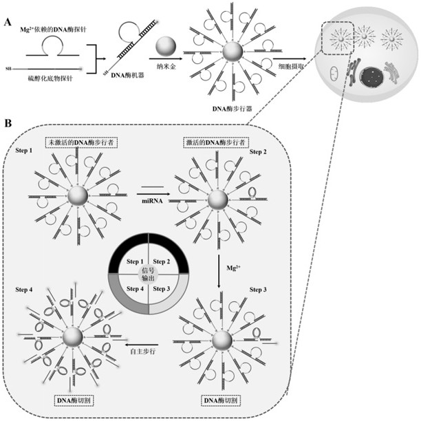 Construction method of self-protection DNA enzyme walker and application of self-protection DNA enzyme walker to living cell miRNA detection