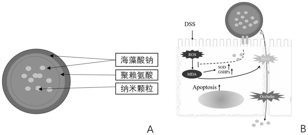 A kind of mucous membrane penetrating nanoparticles carried by mucoadhesive microspheres and preparation method thereof