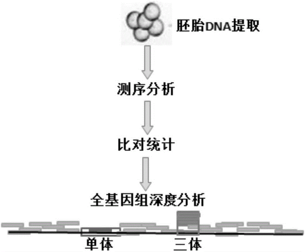 Chromosomal aneuploid and copy number variation detecting method and application thereof