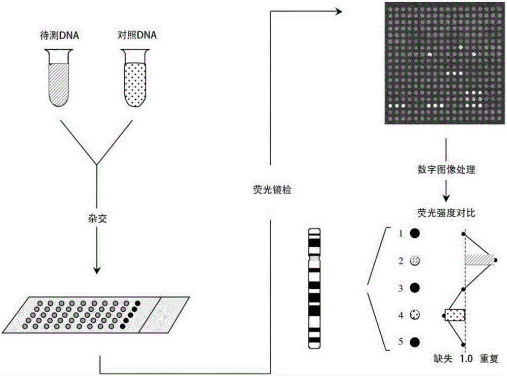 Chromosomal aneuploid and copy number variation detecting method and application thereof