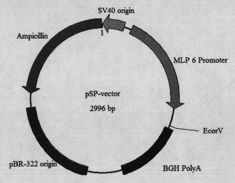 Swine promoter protein expression vector and construction method and application thereof