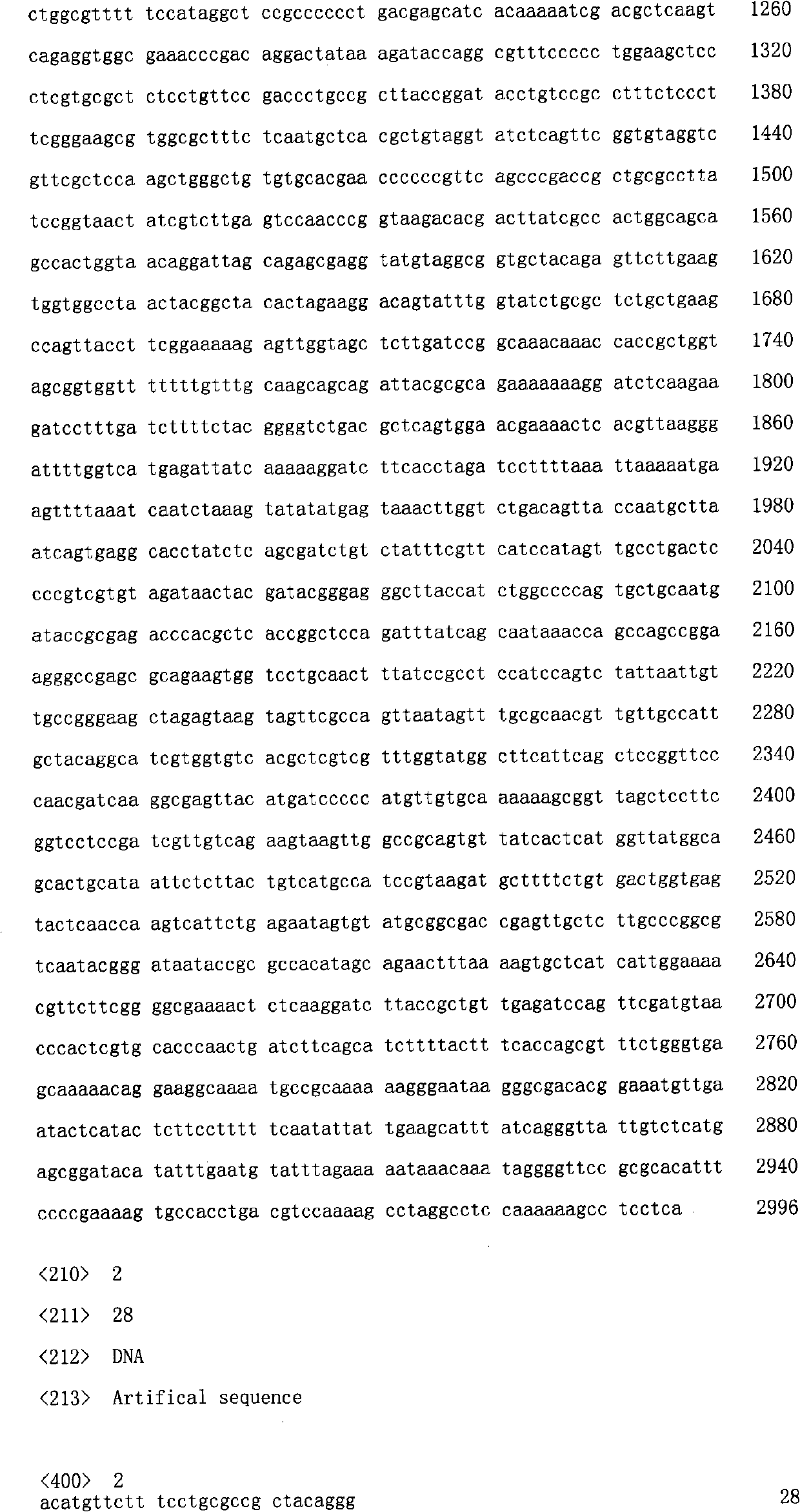 Swine promoter protein expression vector and construction method and application thereof