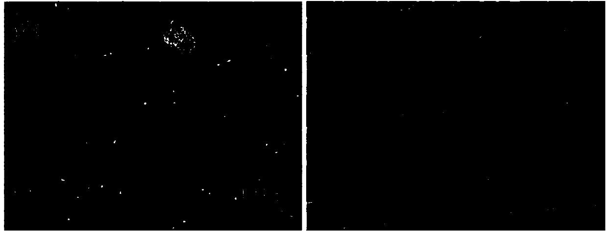 Orderly porous polymer thin film, preparation method and application in capture and controllable glucose-responsive release of insulin