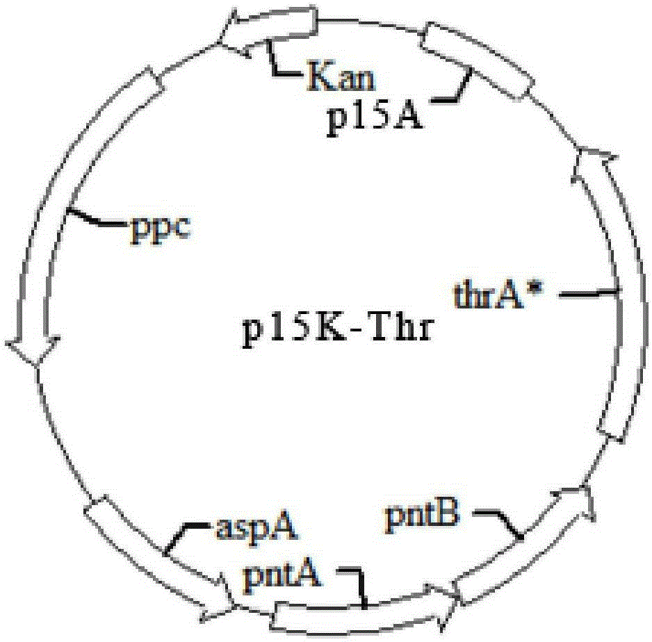 L-threonine gene engineering producing strain