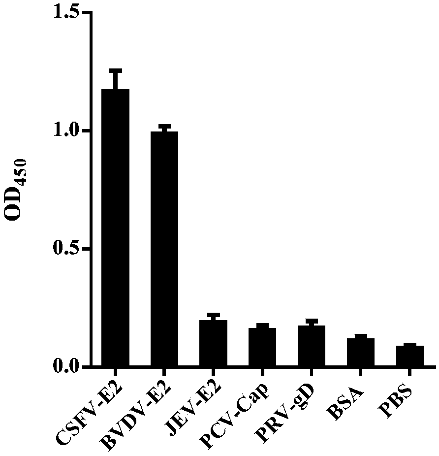 Polypeptide for inhibiting hog cholera virus infection activity and application thereof