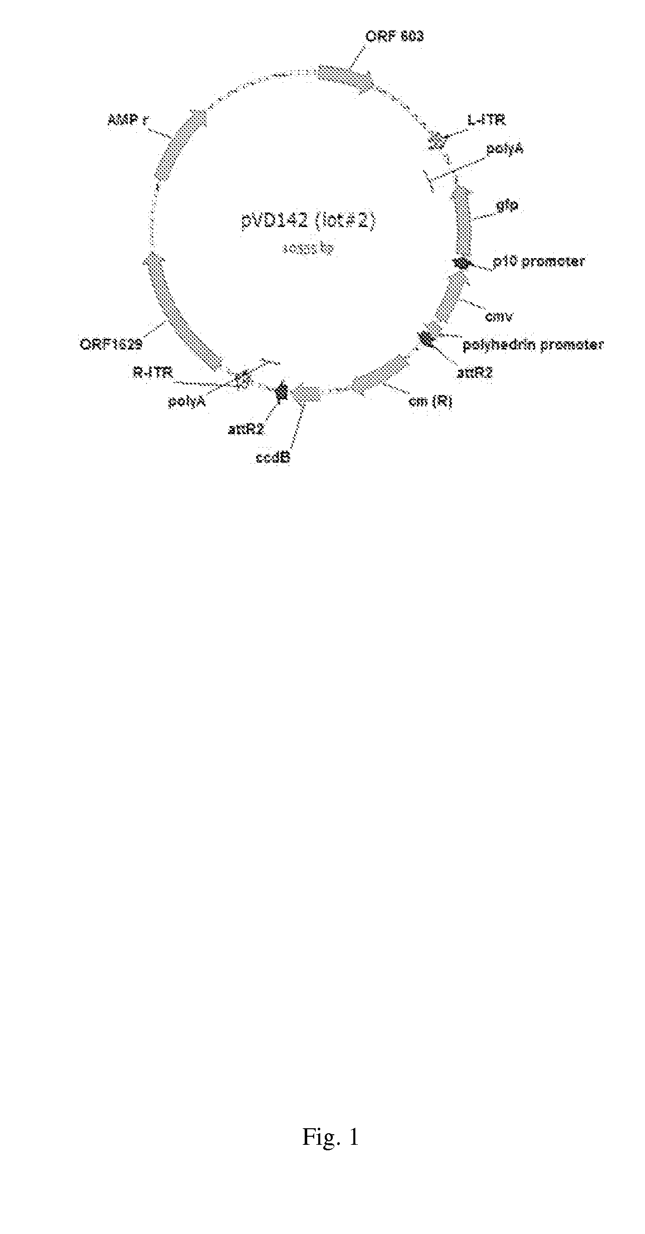 Mutated rep encoding sequences for use in aav production