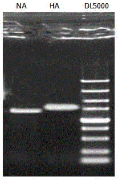 Artificial recombinant H9N2 avian influenza virus strain, preparation method, vaccine composition and application thereof