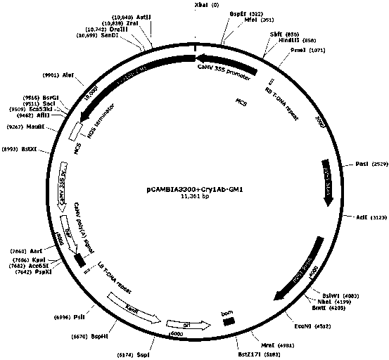 Artificially-synthesized Bt insecticidal protein gene Cry1Ab-GM1 and expression vector and application of gene