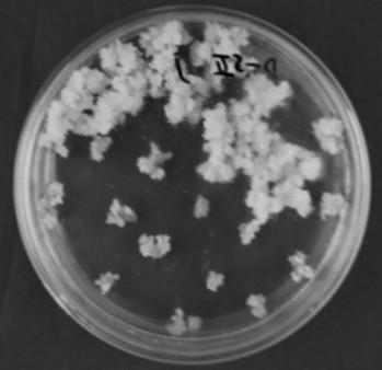 Artificially-synthesized Bt insecticidal protein gene Cry1Ab-GM1 and expression vector and application of gene