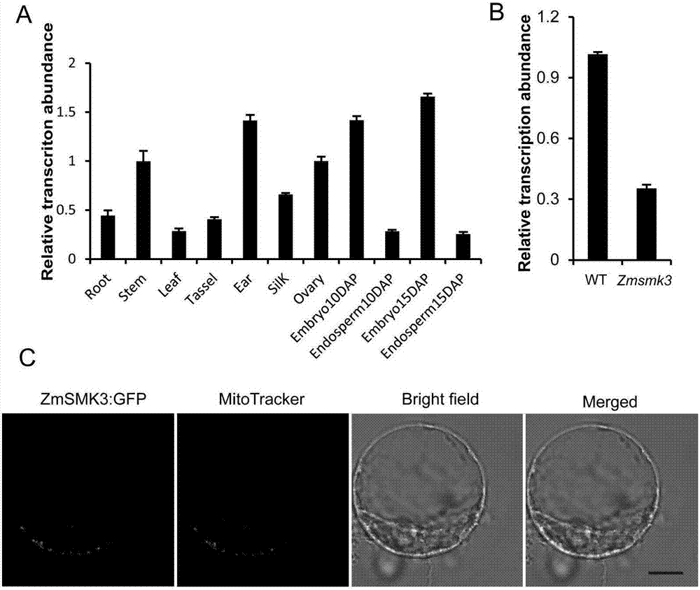 Gene ZmSmk3 for encoding corn mTERF protein, cloning method and application thereof