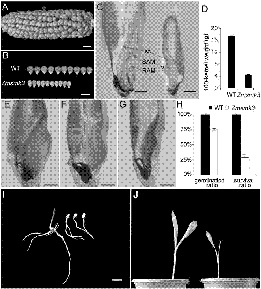 Gene ZmSmk3 for encoding corn mTERF protein, cloning method and application thereof