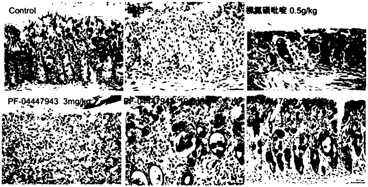 Application of PDE9A inhibitor in preparation of products for increasing Treg (Regulatory cell) content, drugs for preventing and treating inflammatory bowel diseases as well as health care products