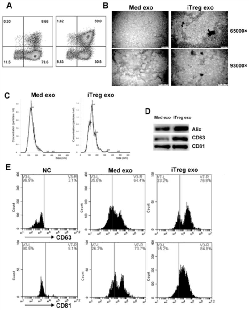 Application of exosomes derived from inducible regulatory T cells