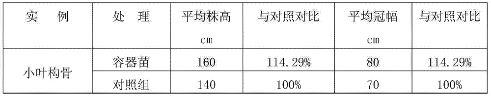 Culture medium for container-culturing ilex cornuta