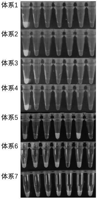 Bacteria screening reagent, screening method, kit and application