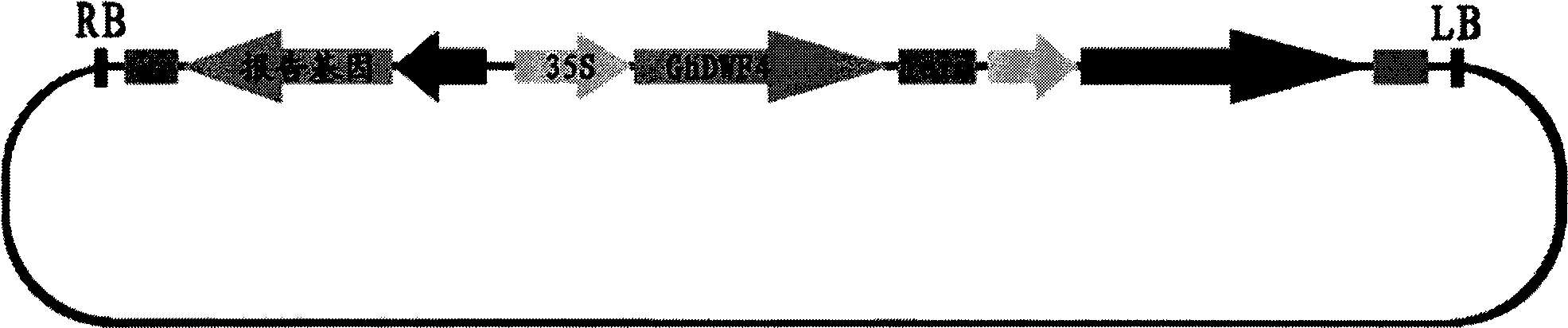 Application of cotton and rape brassinolide synthetase gene and expression vector containing same