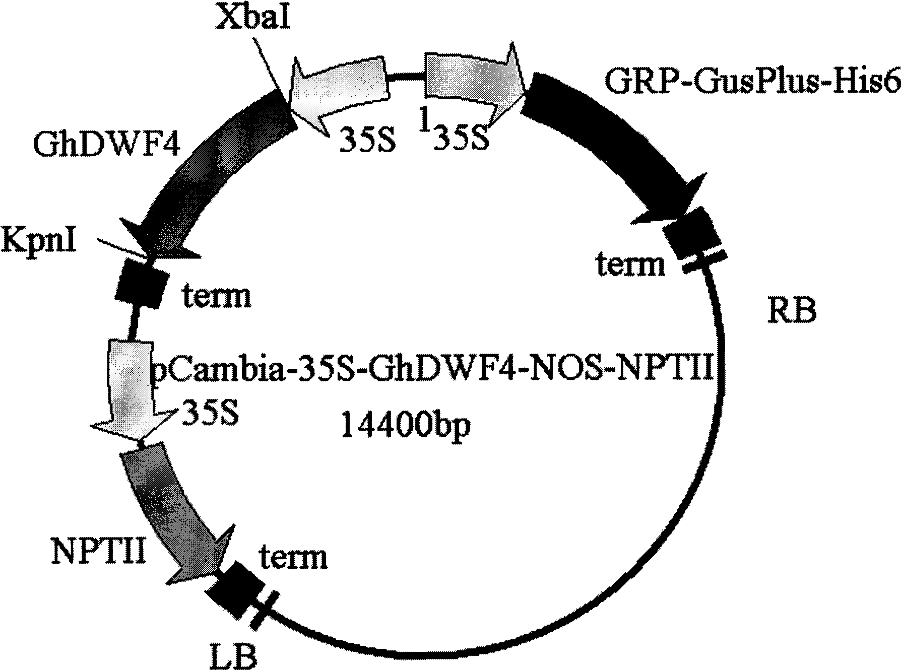 Application of cotton and rape brassinolide synthetase gene and expression vector containing same