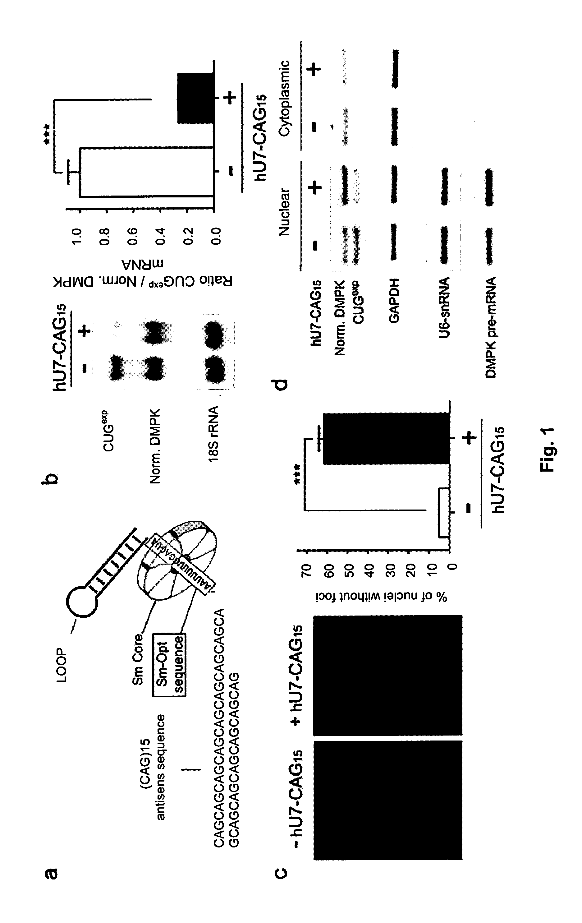 Modified U7 snRNAs for treatment of neuromuscular diseases