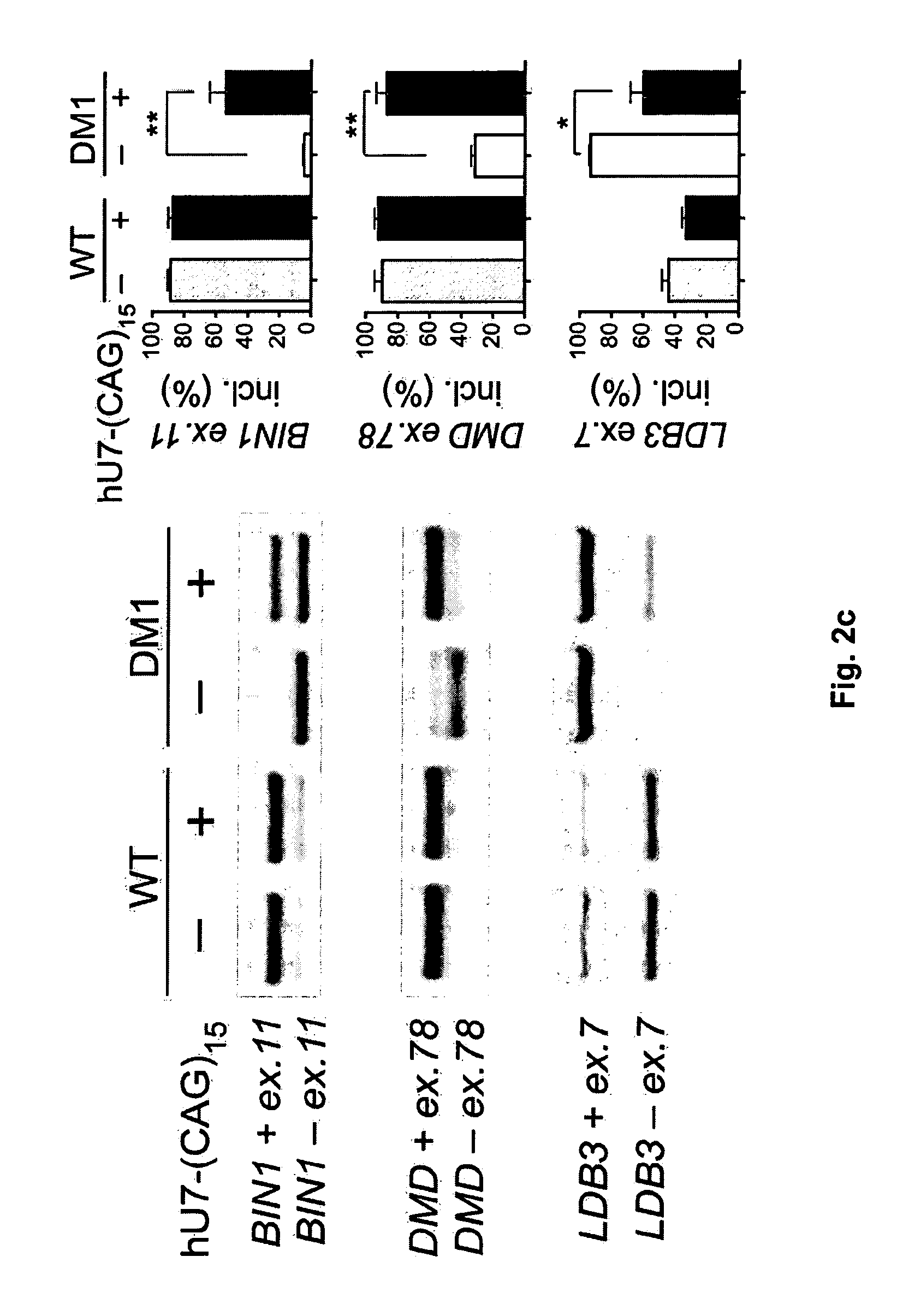 Modified U7 snRNAs for treatment of neuromuscular diseases