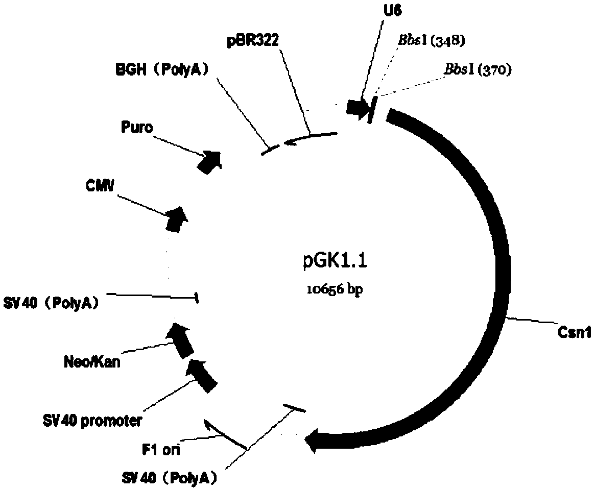 Method for constructing human neuroblastoma cell line of which CAPNS1 gene is knocked out based on CRISPR/Cas technology