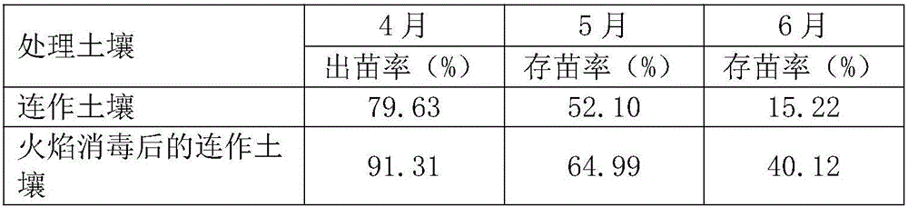 Radix notoginseng continuous cropping soil flame treatment method