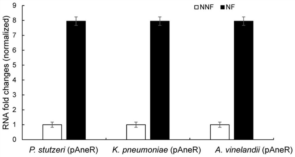 An artificial noncoding RNA module that enhances microbial nitrogen fixation