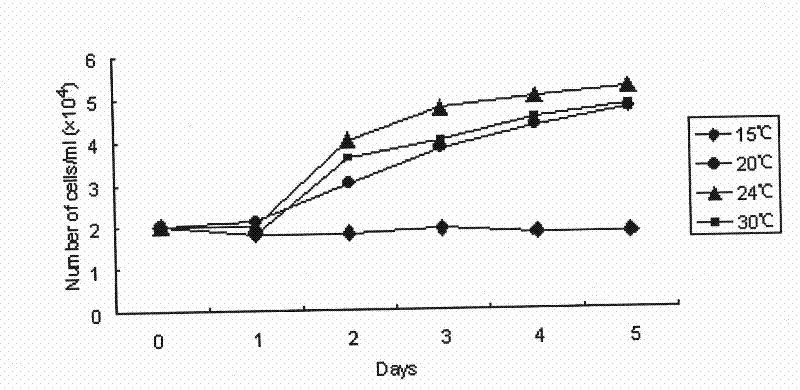 Method for constructing kidney cell line of scophthalmus maximus