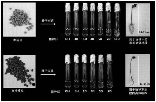 Culturing method for cultured leguminous roots having increased coumestrol content