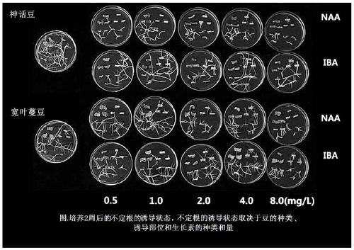 Culturing method for cultured leguminous roots having increased coumestrol content