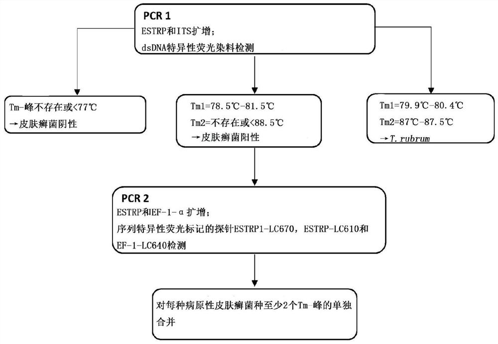 Method for determining dermatophytes