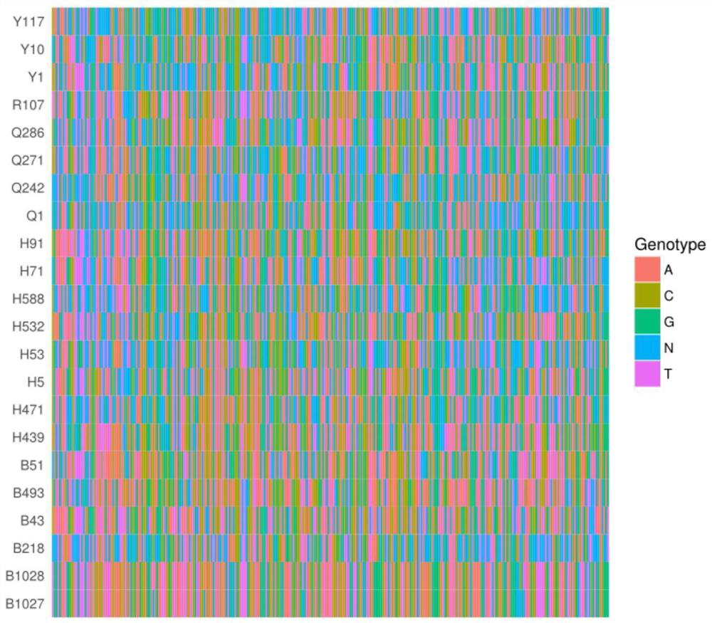 Radish genome SNP-Panel and application thereof