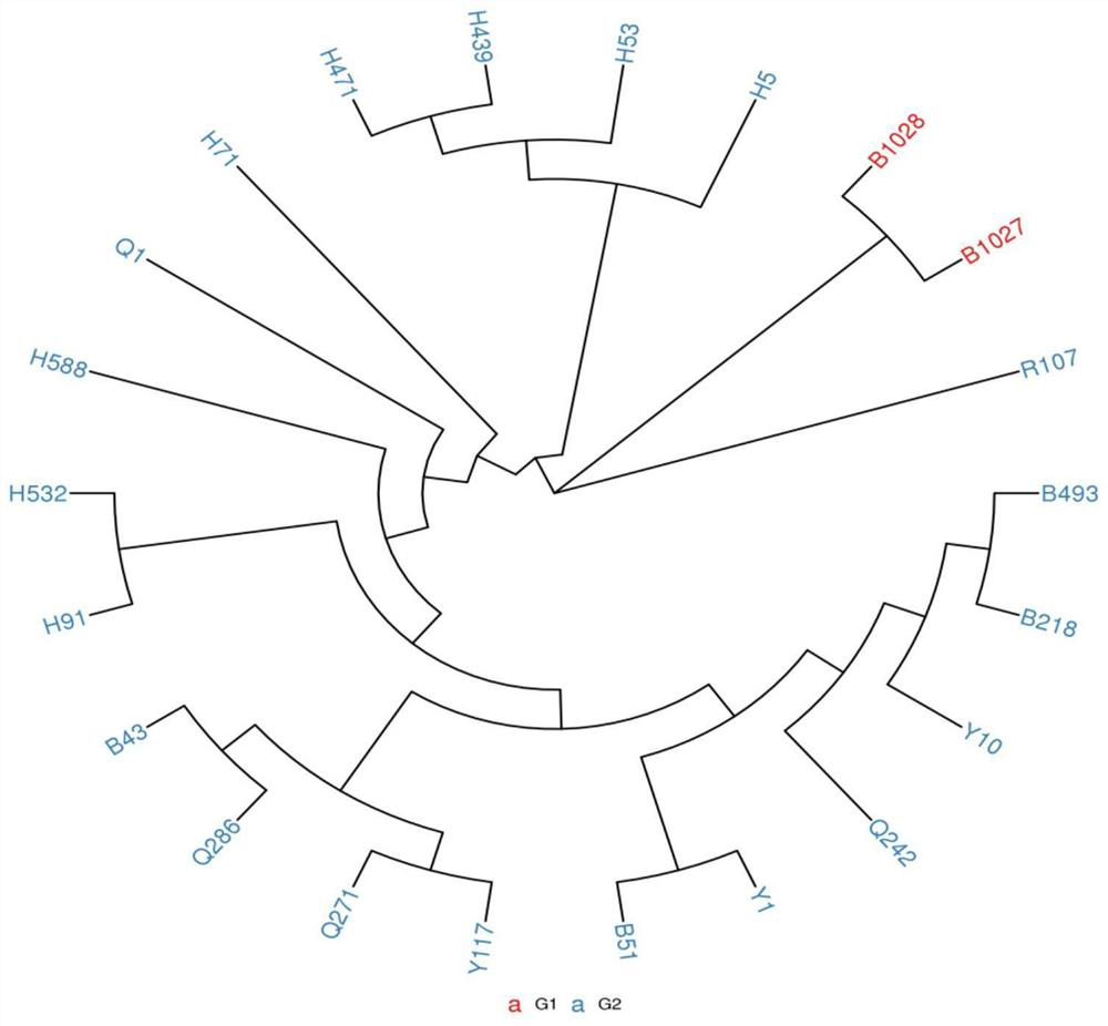 Radish genome SNP-Panel and application thereof