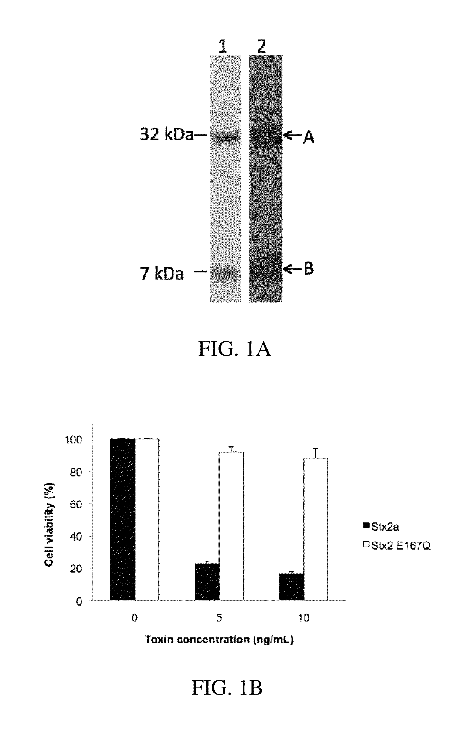 High affinity monoclonal antibodies for detection of Shiga toxin 2 (STX2)