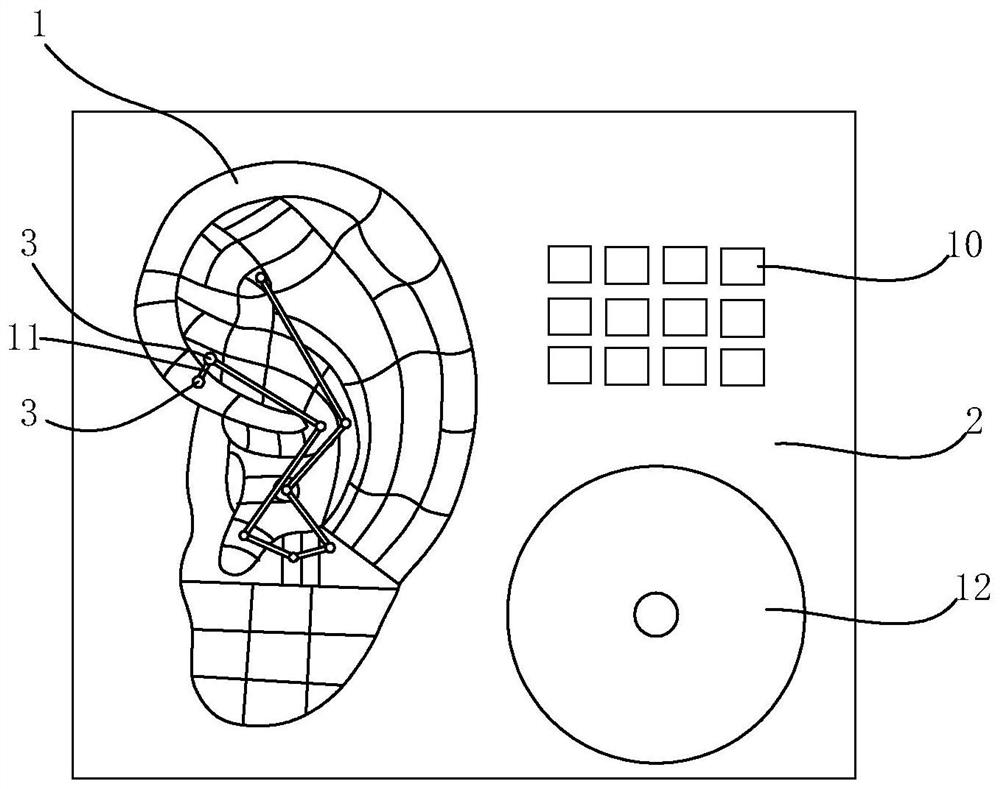 Ear acupoint model