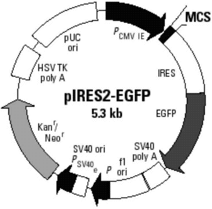 AFP (Alpha Fetoprotein) and IL-2 (Interleukin-2) double-gene co-expressing recombinant vector as well as preparation method and application thereof