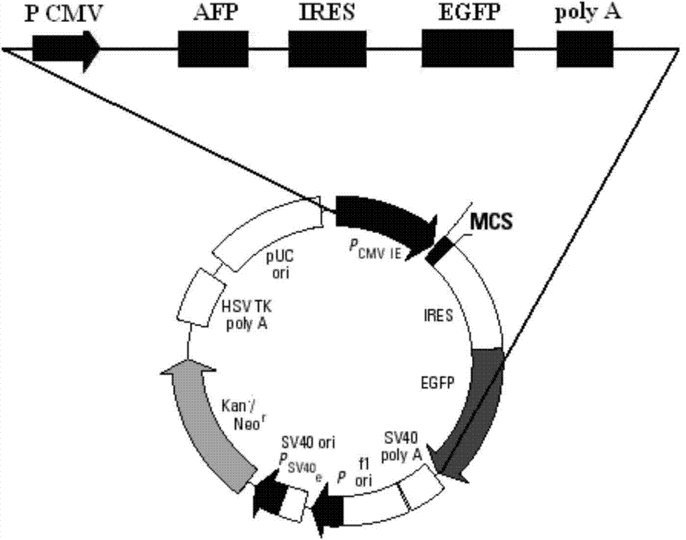 AFP (Alpha Fetoprotein) and IL-2 (Interleukin-2) double-gene co-expressing recombinant vector as well as preparation method and application thereof