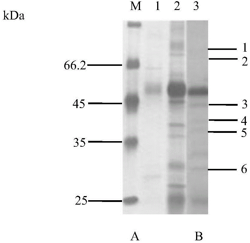 Method for screening and identifying microbial cell surface antigen