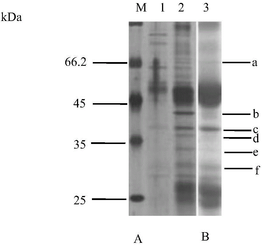 Method for screening and identifying microbial cell surface antigen