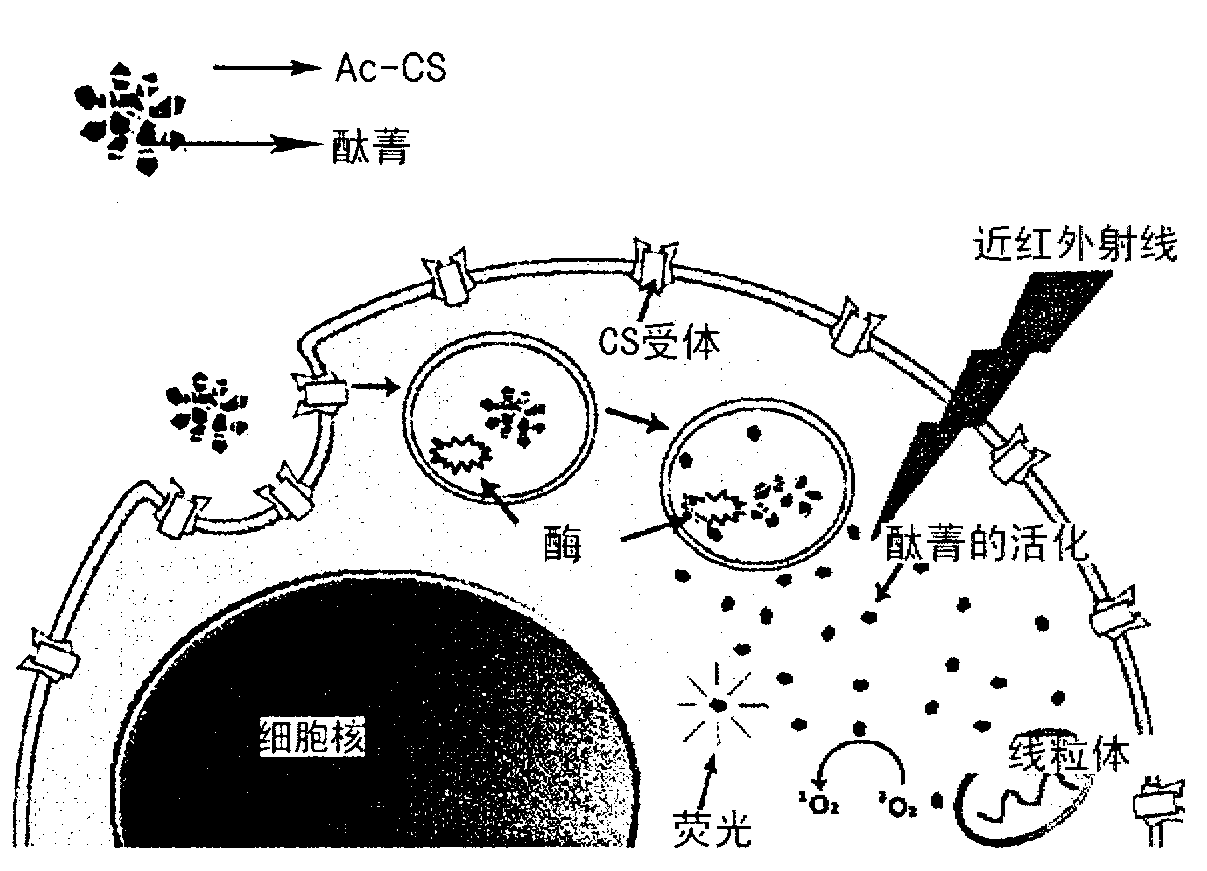 Conjugate for photodynamic diagnosis or therapy and method for preparing same