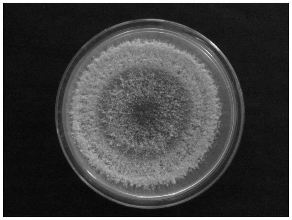 Trichoderma asperellum TZ312, application thereof, volatile metabolite thereof and application of volatile metabolite