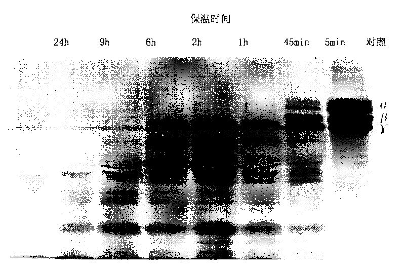 Plasmin cultivation method