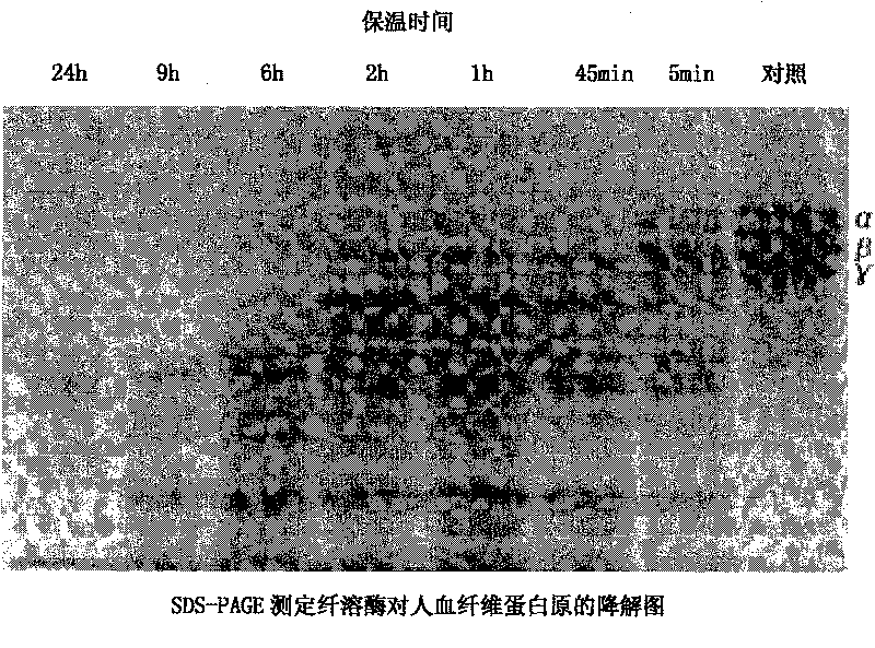 Plasmin cultivation method