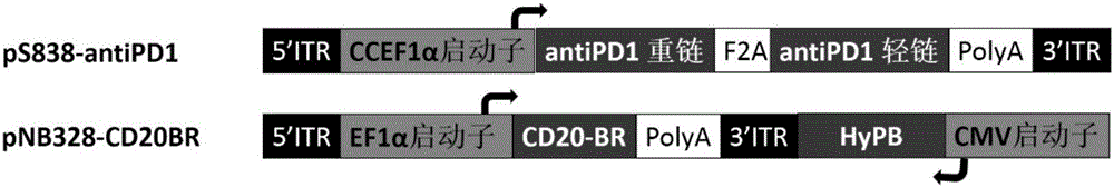 Killing cell for high-efficiency and stable expression of antibodies and use thereof